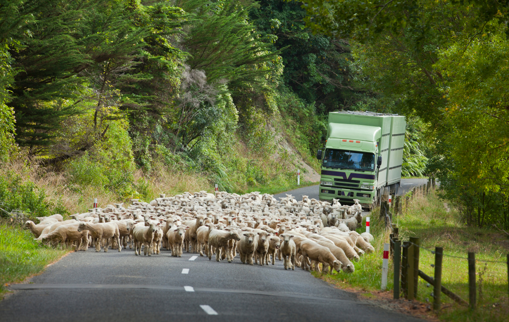 Truck,Stuck,Behind,Herd,Of,Sheep,New,Zealand,GPS,Essential,Technology.